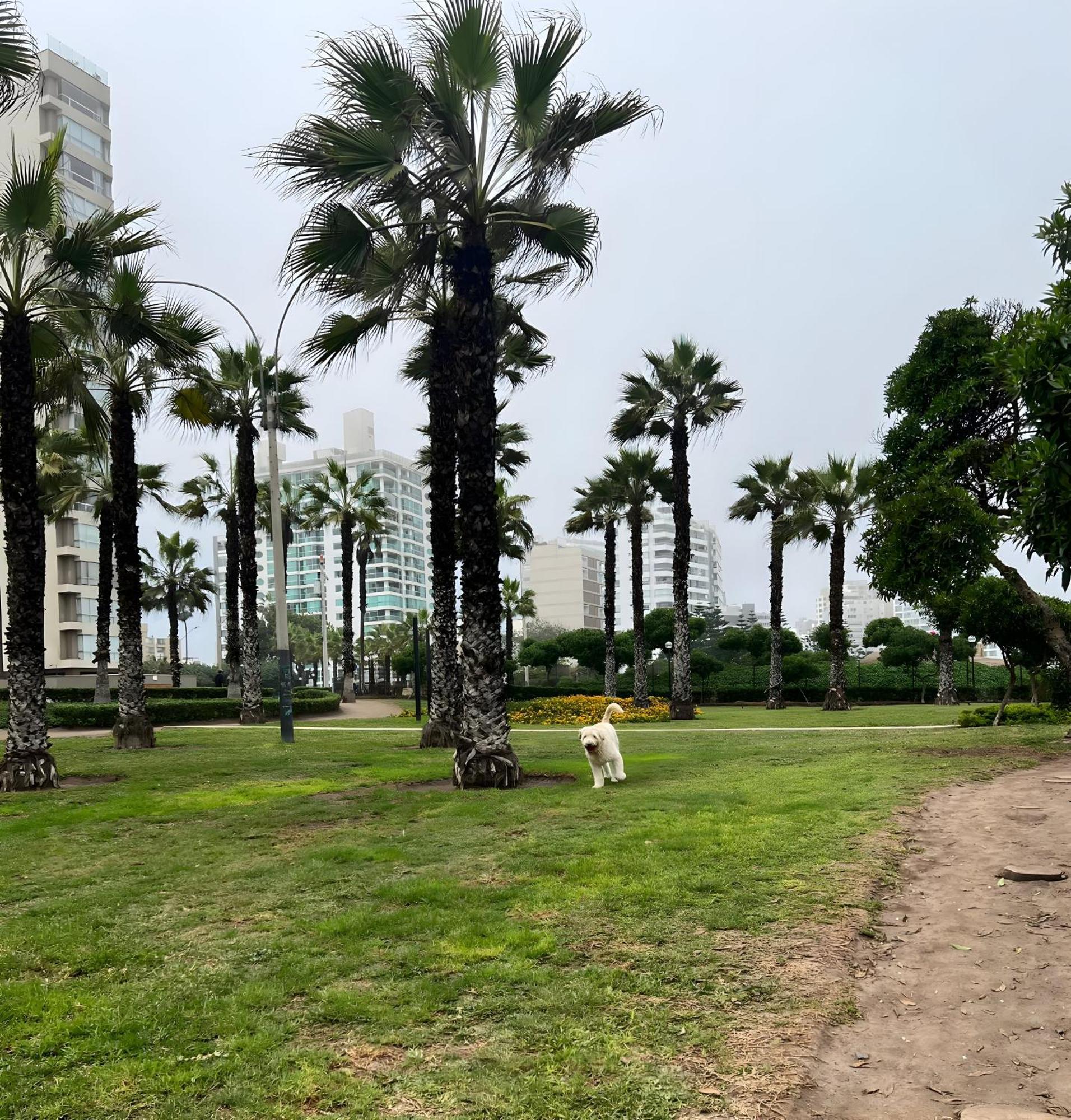 לימה Modern 1Br Loft Close To The Seawalk Of Miraflores מראה חיצוני תמונה